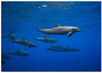 Dolphins - Stretched Canvas, Poster or Fine Art Print I Heart Wall Art