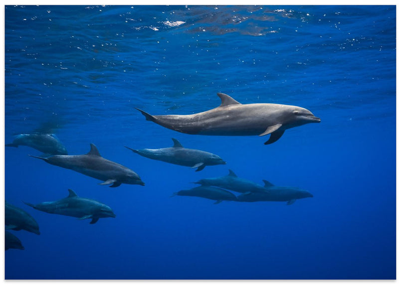 Dolphins - Stretched Canvas, Poster or Fine Art Print I Heart Wall Art