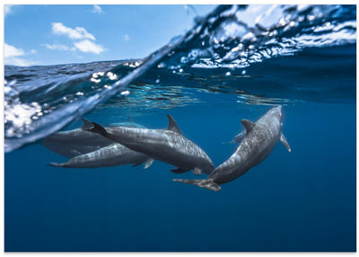 Dolphins - Stretched Canvas, Poster or Fine Art Print I Heart Wall Art