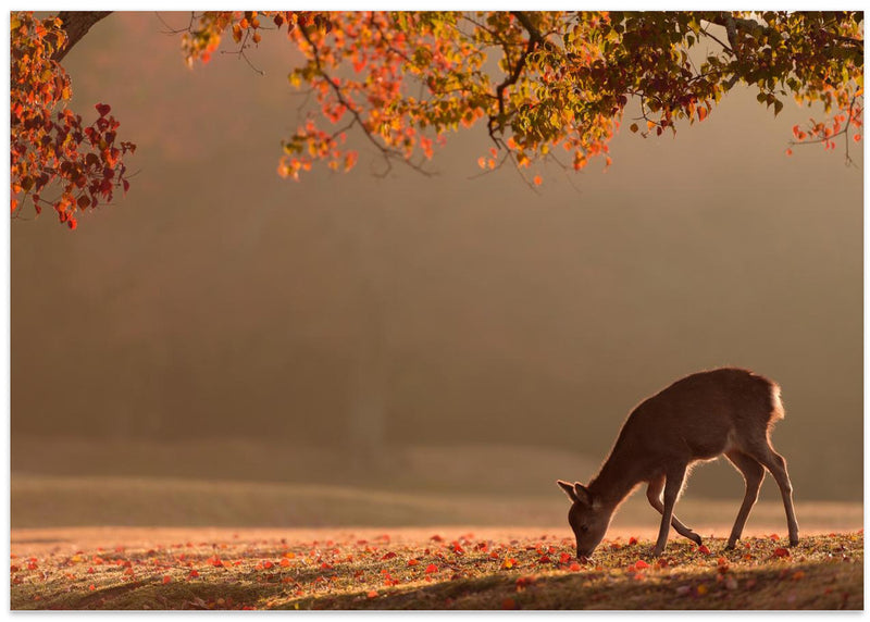 First Autumn - Stretched Canvas, Poster or Fine Art Print I Heart Wall Art