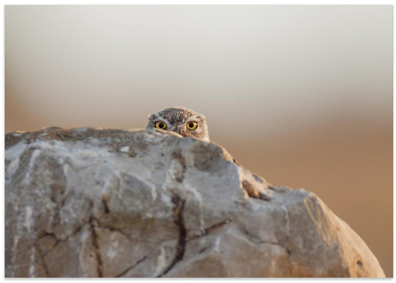 little owl - Stretched Canvas, Poster or Fine Art Print I Heart Wall Art