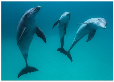 Bottlenose dolphins - Stretched Canvas, Poster or Fine Art Print I Heart Wall Art