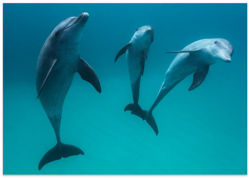 Bottlenose dolphins - Stretched Canvas, Poster or Fine Art Print I Heart Wall Art