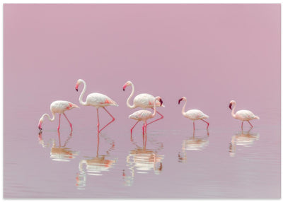 Flamingos - Stretched Canvas, Poster or Fine Art Print I Heart Wall Art