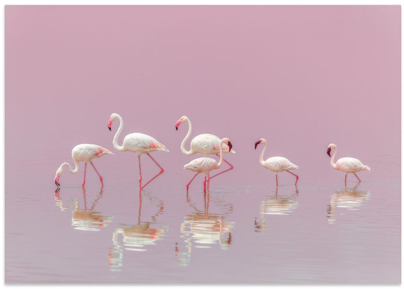 Flamingos - Stretched Canvas, Poster or Fine Art Print I Heart Wall Art