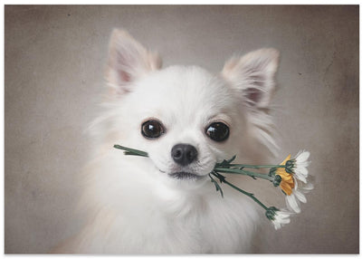 Chihuahua with flowers - Stretched Canvas, Poster or Fine Art Print I Heart Wall Art