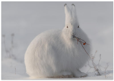 wild arctic hare - Stretched Canvas, Poster or Fine Art Print I Heart Wall Art