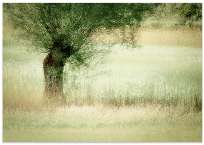 Willow - Stretched Canvas, Poster or Fine Art Print I Heart Wall Art