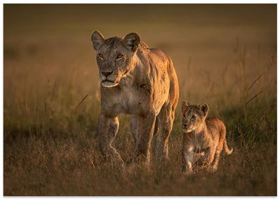 Mom lioness with cub - Stretched Canvas, Poster or Fine Art Print I Heart Wall Art