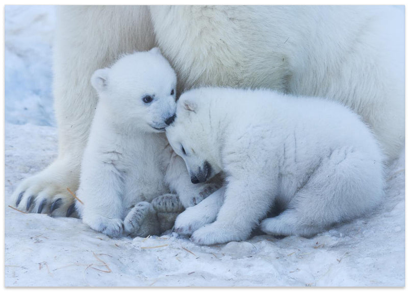 Polar bear cub - Stretched Canvas, Poster or Fine Art Print I Heart Wall Art