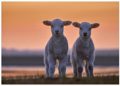 Lamb Twins - Stretched Canvas, Poster or Fine Art Print I Heart Wall Art