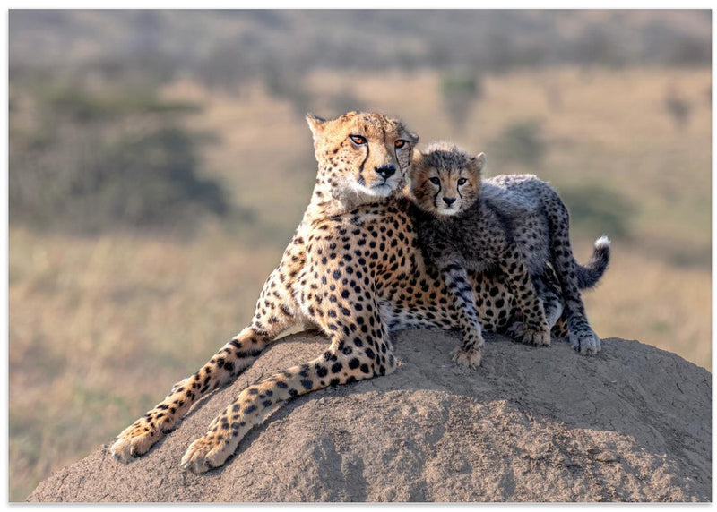 Cheetah and cup! - Stretched Canvas, Poster or Fine Art Print I Heart Wall Art