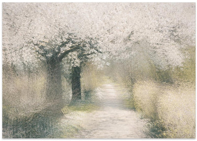 Cherry blossom - Stretched Canvas, Poster or Fine Art Print I Heart Wall Art