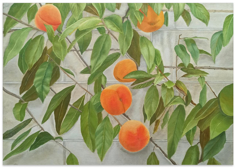 Peaches - Stretched Canvas, Poster or Fine Art Print I Heart Wall Art