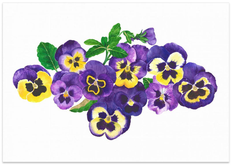 Pansies - Stretched Canvas, Poster or Fine Art Print I Heart Wall Art