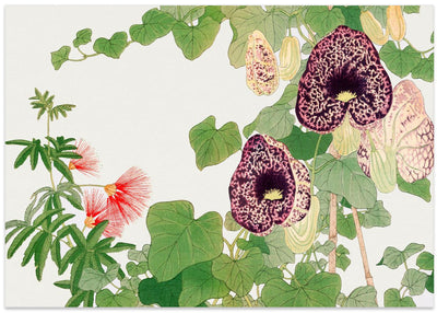 Albizia & Aristolochia Flower No.2 - Stretched Canvas, Poster or Fine Art Print I Heart Wall Art