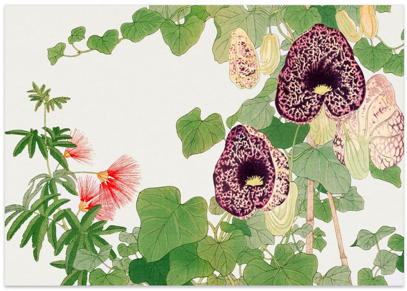 Albizia & Aristolochia Flower No.2 - Stretched Canvas, Poster or Fine Art Print I Heart Wall Art