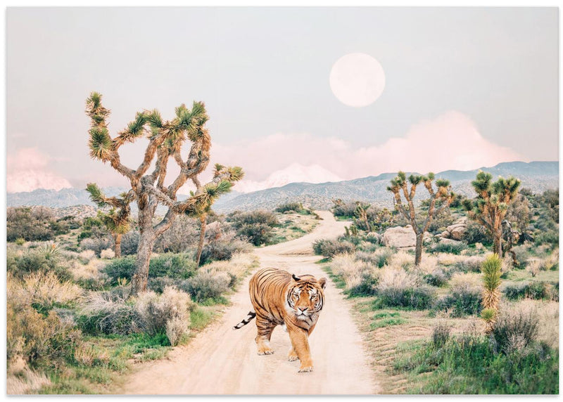 Wandering Tiger - Stretched Canvas, Poster or Fine Art Print I Heart Wall Art