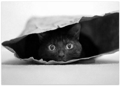 Cat in a bag - Stretched Canvas, Poster or Fine Art Print I Heart Wall Art