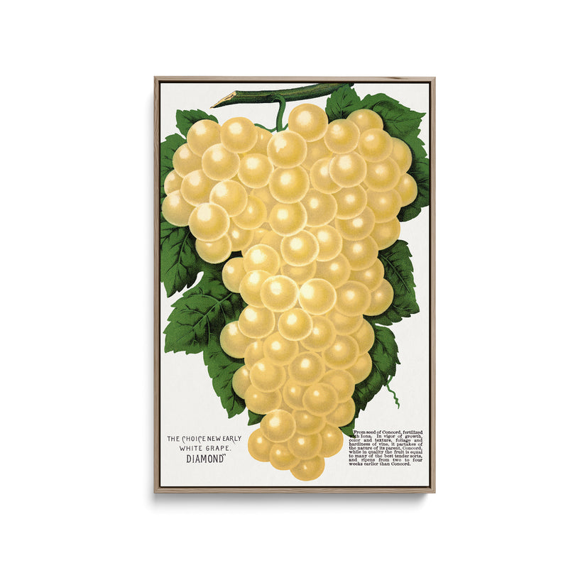 Diamond White Grape by Rochester Lithographing and Printing Company - Stretched Canvas Print or Framed Fine Art Print - Artwork I Heart Wall Art Australia 