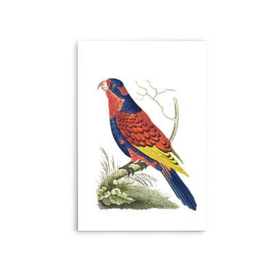 Indian lory illustration from The Naturalist's Miscellany (1789-1813) by George Shaw (1751-1813) - Stretched Canvas Print or Framed Fine Art Print - Artwork I Heart Wall Art Australia 