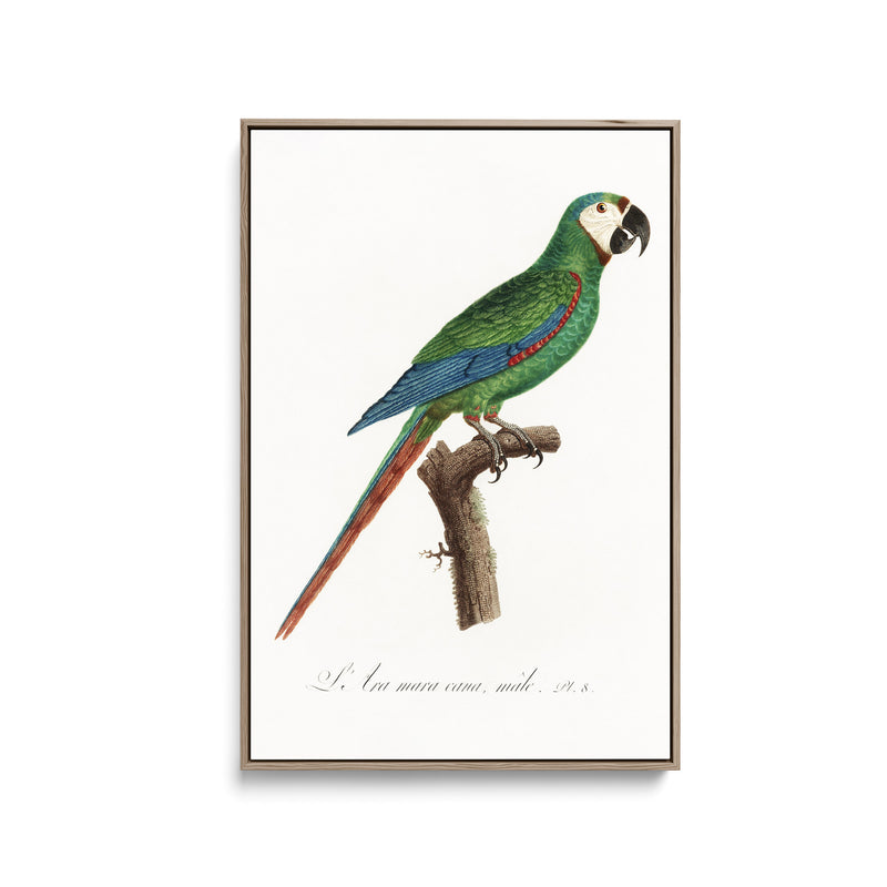 The Blue-Winged Macaw, Primolius maracana from Natural History of Parrots (1801—1805) by Francois Levaillant - Stretched Canvas Print or Framed Fine Art Print - Artwork I Heart Wall Art Australia 