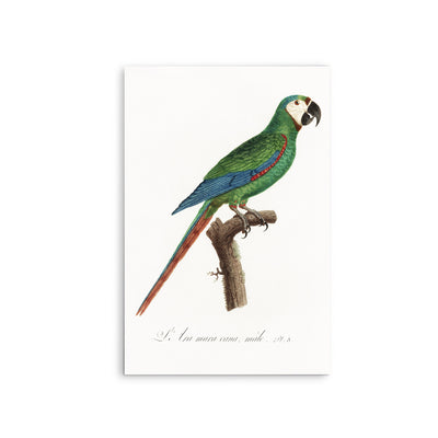 The Blue-Winged Macaw, Primolius maracana from Natural History of Parrots (1801—1805) by Francois Levaillant - Stretched Canvas Print or Framed Fine Art Print - Artwork I Heart Wall Art Australia 