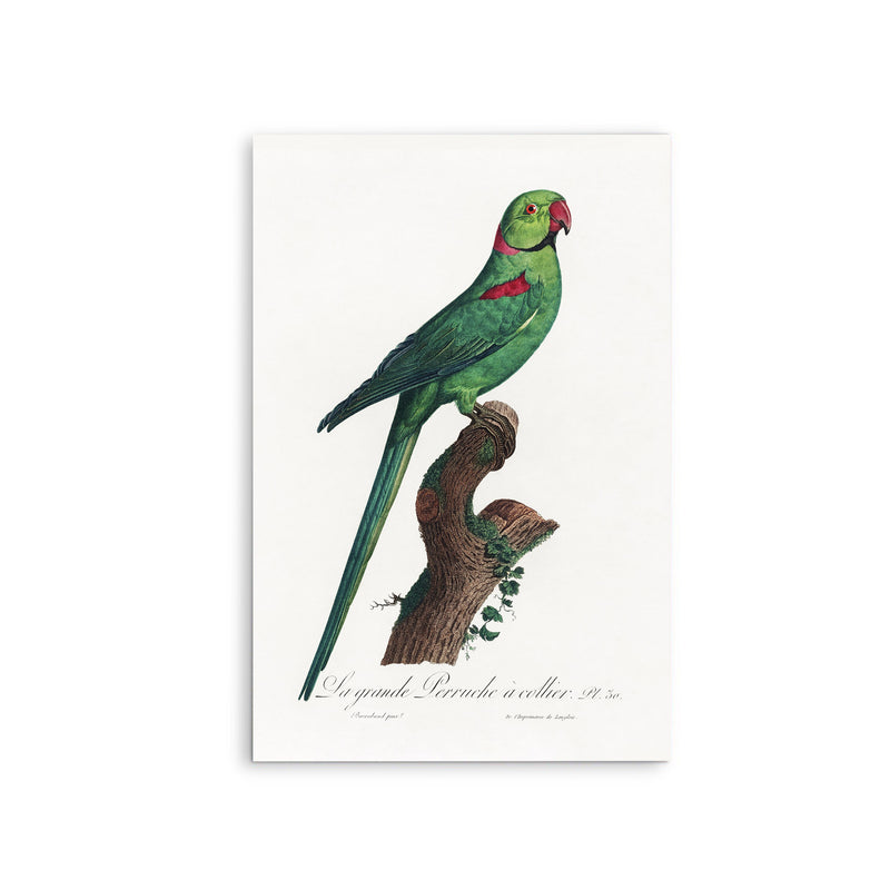 The Rose-Ringed Parakeet 2 (Psittacula krameri) by Francois Levaillant - Stretched Canvas Print or Framed Fine Art Print - Artwork I Heart Wall Art Australia 