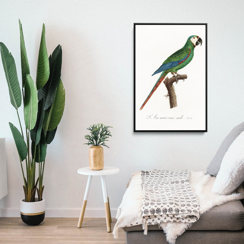 The Blue-Winged Macaw, Primolius maracana from Natural History of Parrots (1801—1805) by Francois Levaillant - Stretched Canvas Print or Framed Fine Art Print - Artwork I Heart Wall Art Australia 