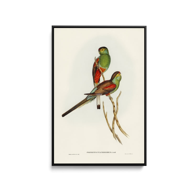 Beautiful Parakeet (Psephotus pulcherrimus) illustrated by Elizabeth Gould (1804–1841) - Stretched Canvas Print or Framed Fine Art Print - Artwork I Heart Wall Art Australia 