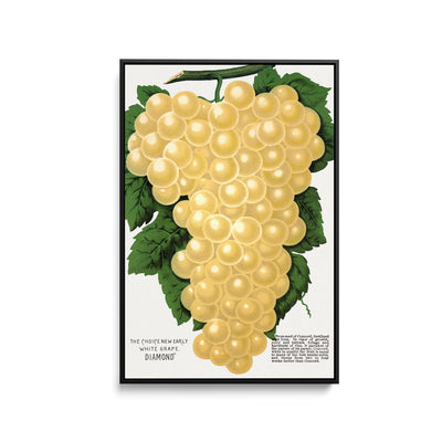 Diamond White Grape by Rochester Lithographing and Printing Company - Stretched Canvas Print or Framed Fine Art Print - Artwork I Heart Wall Art Australia 