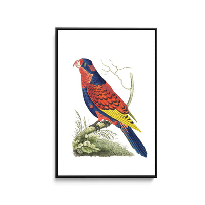 Indian lory illustration from The Naturalist's Miscellany (1789-1813) by George Shaw (1751-1813) - Stretched Canvas Print or Framed Fine Art Print - Artwork I Heart Wall Art Australia 