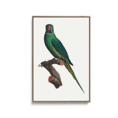 The Rose-Ringed Parakeet 1 (Psittacula krameri) by Francois Levaillant - Stretched Canvas Print or Framed Fine Art Print - Artwork I Heart Wall Art Australia 