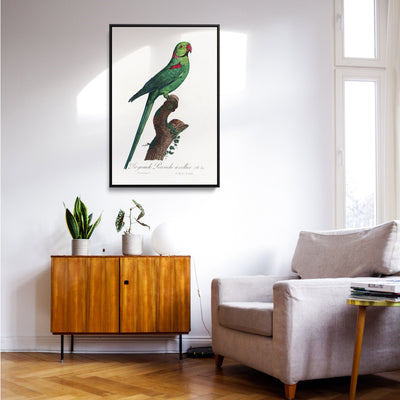 The Rose-Ringed Parakeet 2 (Psittacula krameri) by Francois Levaillant - Stretched Canvas Print or Framed Fine Art Print - Artwork I Heart Wall Art Australia 