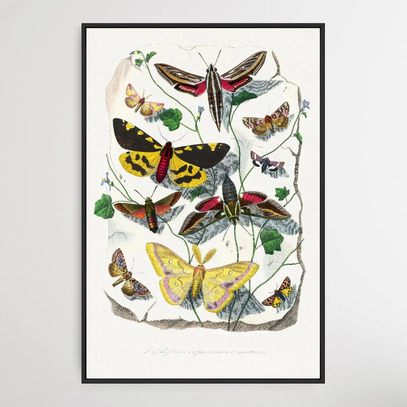 Butterfly & Moth painting by Paul Gervais - I Heart Wall Art