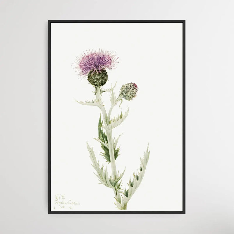 Cirsium Undulatum (1923) by Mary Vaux Walcott - I Heart Wall Art