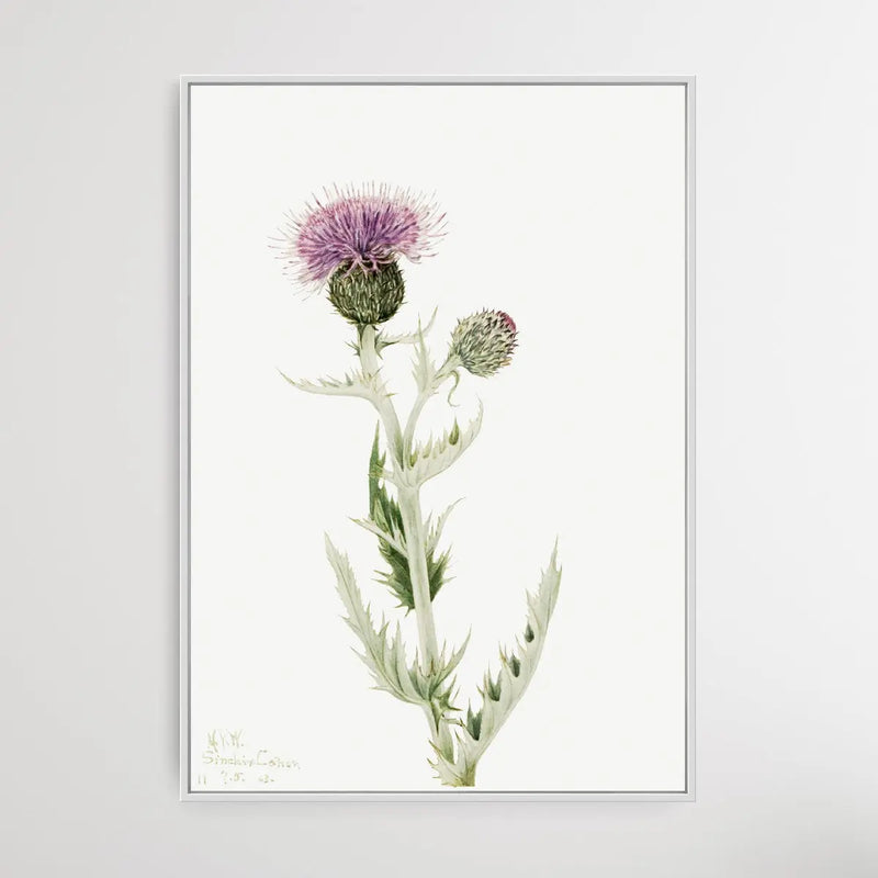 Cirsium Undulatum (1923) by Mary Vaux Walcott - I Heart Wall Art