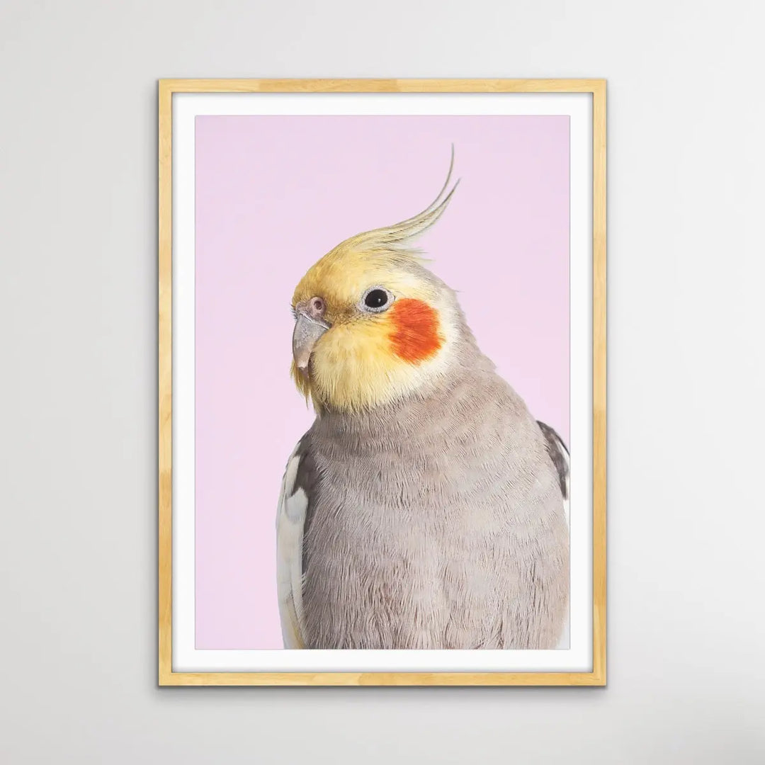 Hand painted cockatiel painting watercolor, watercolor painting of a bird, on sale handmade cockatiel painting, cockatiel kiss