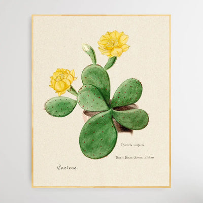 Eastern Prickly Pear cactus I Heart Wall Art Australia 