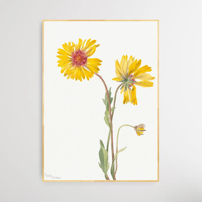 Gaillardia Aristata (1904) by Mary Vaux Walcott - I Heart Wall Art