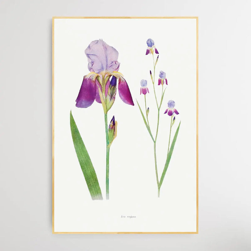 Iris Trojana from The genus Iris by William Rickatson Dykes (1877-1925 ...