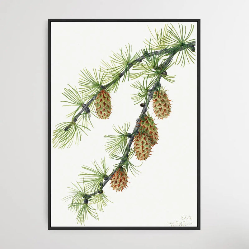 Larix Occidentalis (1923) by Mary Vaux Walcott - I Heart Wall Art