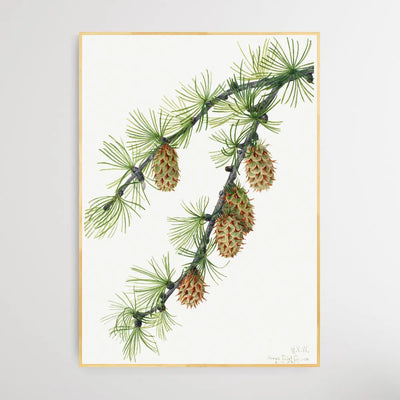 Larix Occidentalis (1923) by Mary Vaux Walcott - I Heart Wall Art