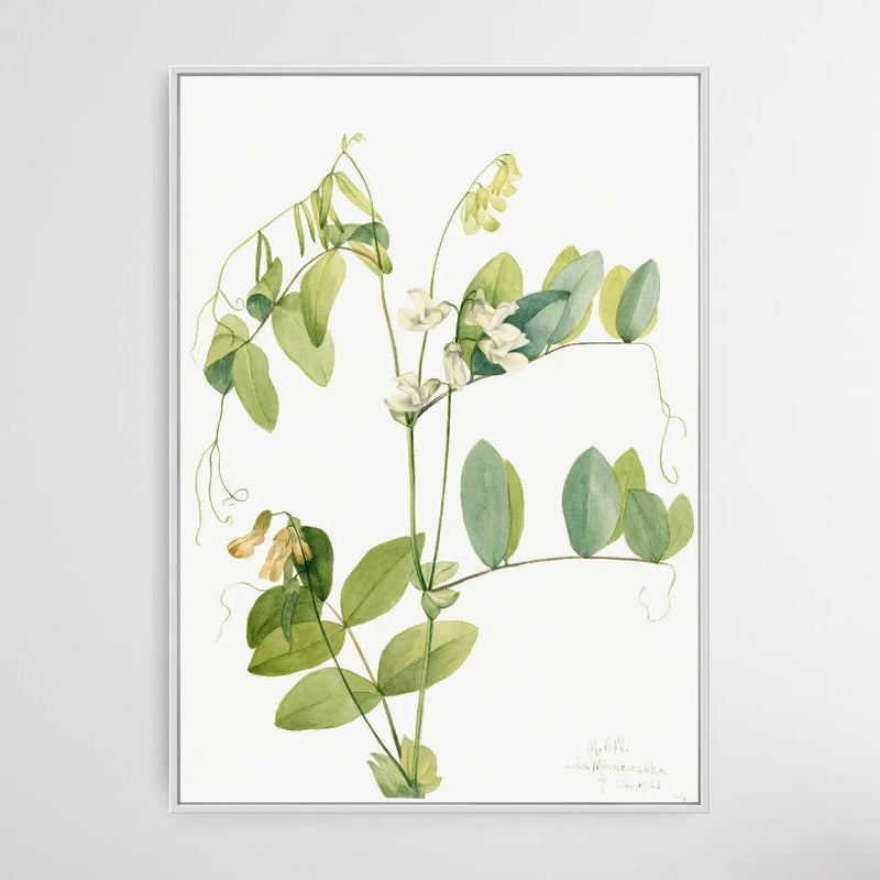 Lathyrus Ochroleucus (1920) by Mary Vaux Walcott - I Heart Wall Art