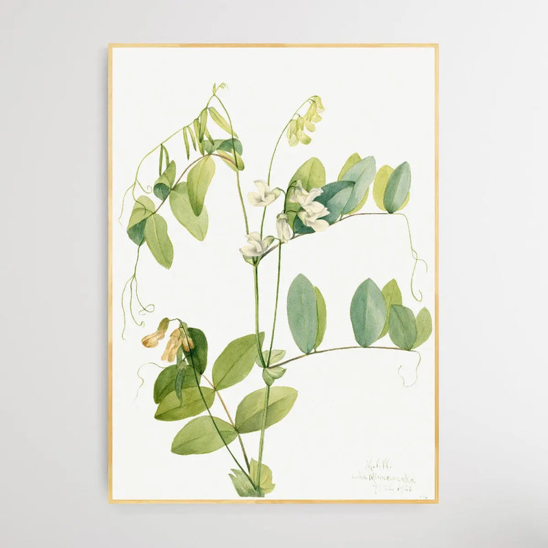 Lathyrus Ochroleucus (1920) by Mary Vaux Walcott - I Heart Wall Art