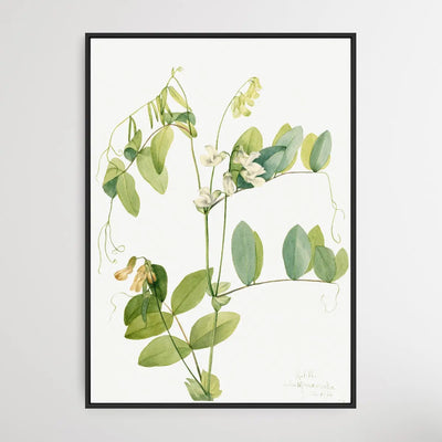 Lathyrus Ochroleucus (1920) by Mary Vaux Walcott - I Heart Wall Art