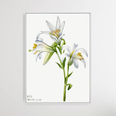 Lilium Washingtonianum (1933) by Mary Vaux Walcott - I Heart Wall Art