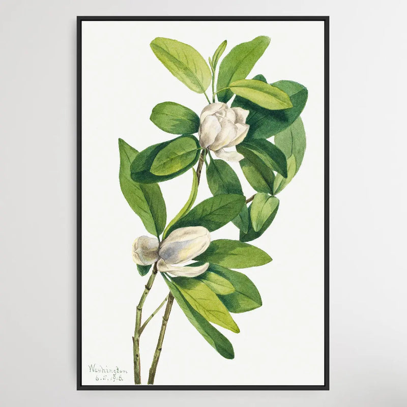 Magnolia virginiana (1918) by Mary Vaux Walcott I Heart Wall Art Australia 