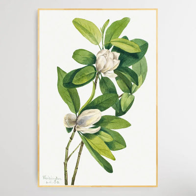 Magnolia virginiana (1918) by Mary Vaux Walcott I Heart Wall Art Australia 