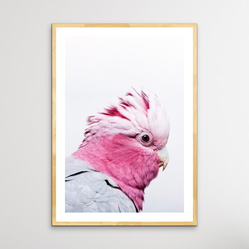 One Gorgeous Galah - Photographic Profile Print of Galah Pink Cockatoo - I Heart Wall Art